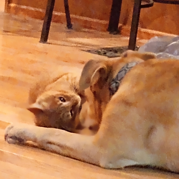 Meet your Posher, Lora - Picture 5 of 8